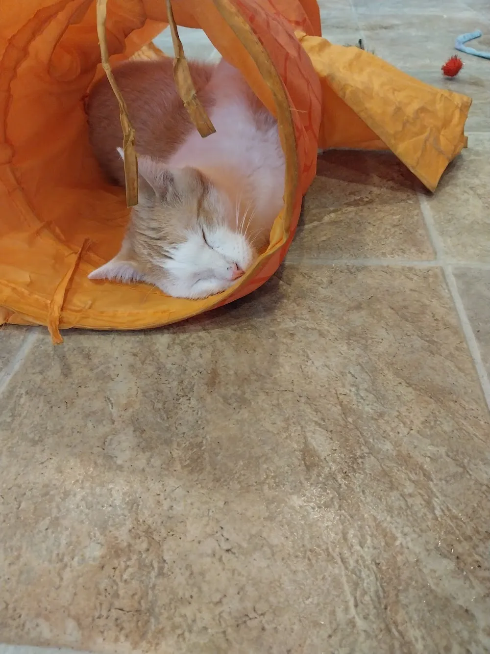 Coffee Cats Cafe cat cafe in West Des Moines - cats