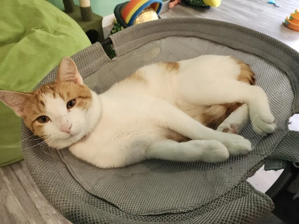 Cozy Kitty Cafe cat cafe in Stroudsburg - cats