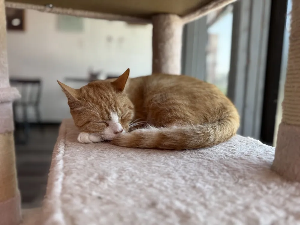 Craig’s Cat Cafe cat cafe in Spring City - atmosphere