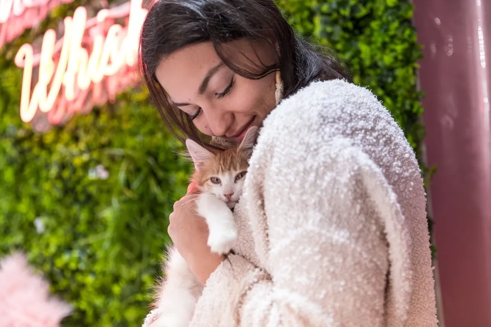 Crumbs & Whiskers | Kitten & Cat Cafe cat cafe in Los Angeles - cats