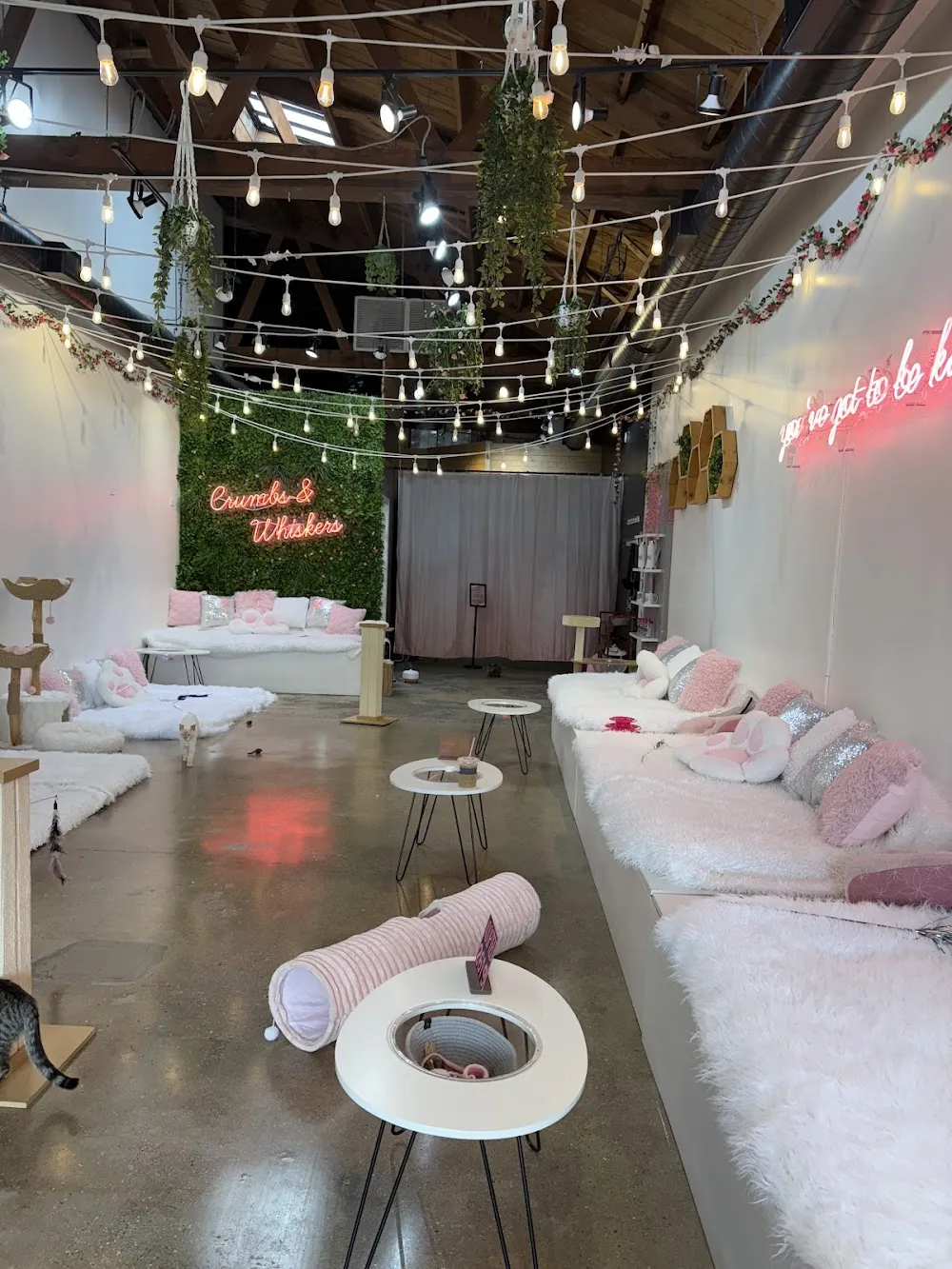 Crumbs & Whiskers | Kitten & Cat Cafe cat cafe in Los Angeles - atmosphere