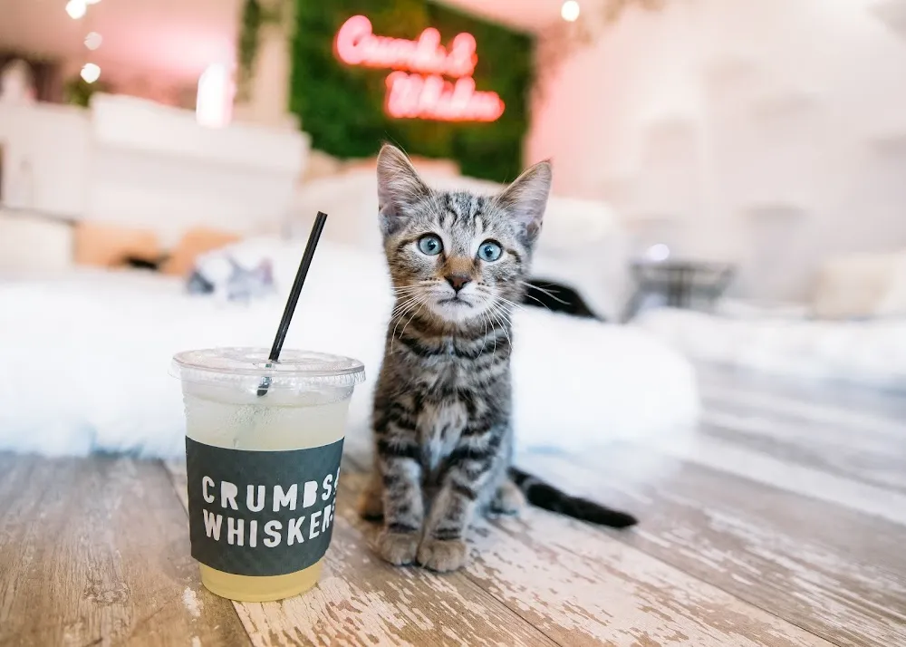 Crumbs & Whiskers | Kitten & Cat Cafe. cat cafe in Washington - atmosphere