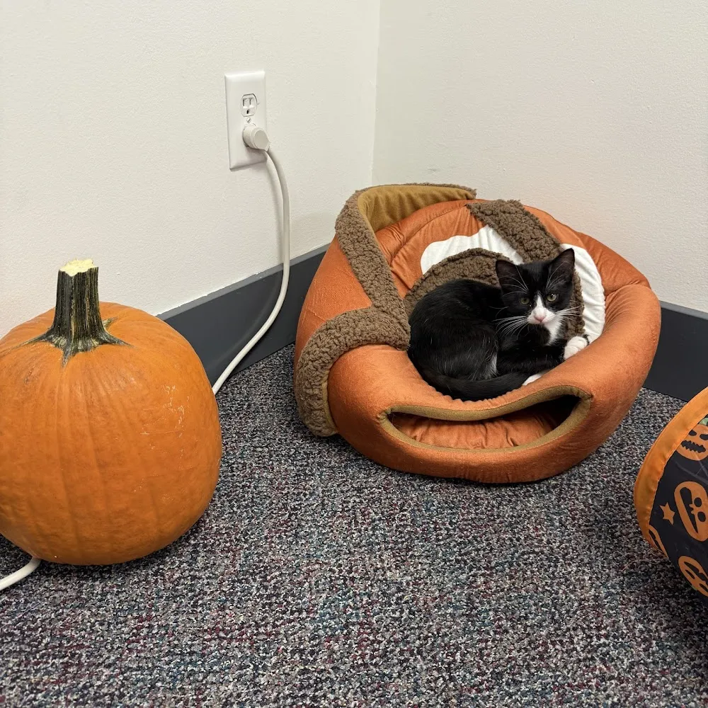 Cuddle Cats Cafe cat cafe in Blue Springs - interior