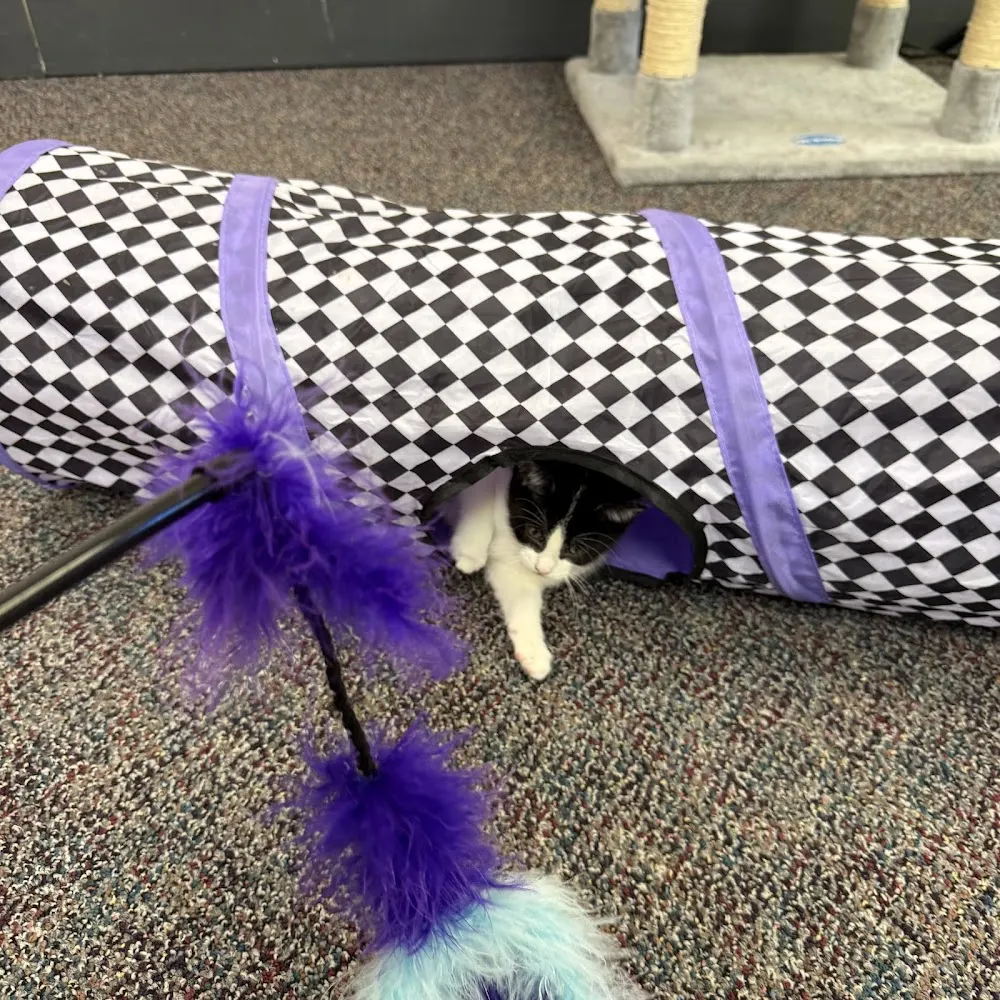 Cuddle Cats Cafe cat cafe in Blue Springs - atmosphere