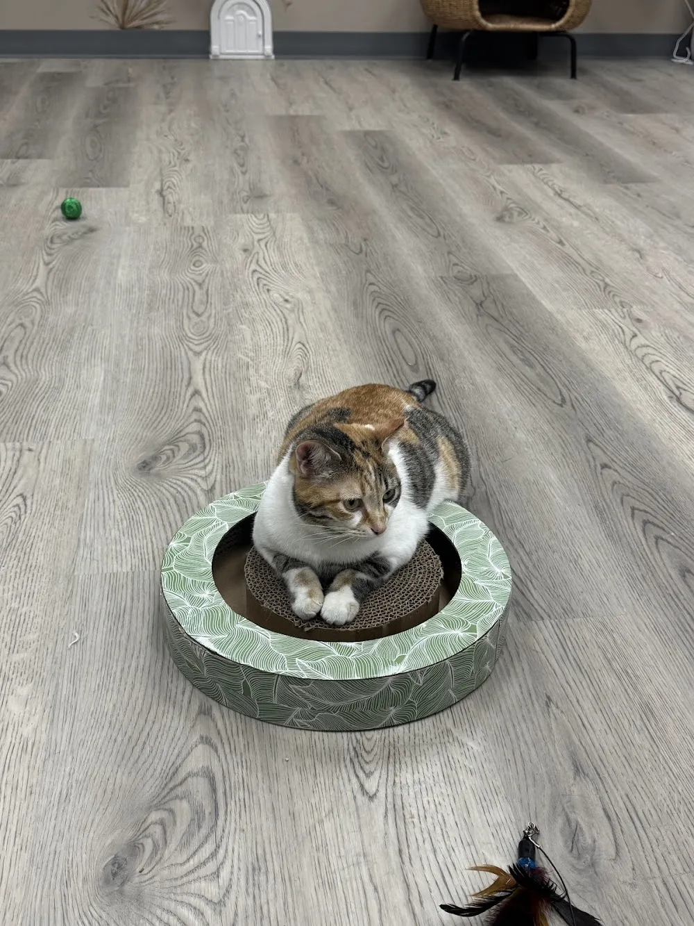 Cups and Cats Cafe cat cafe in Charleston - cats