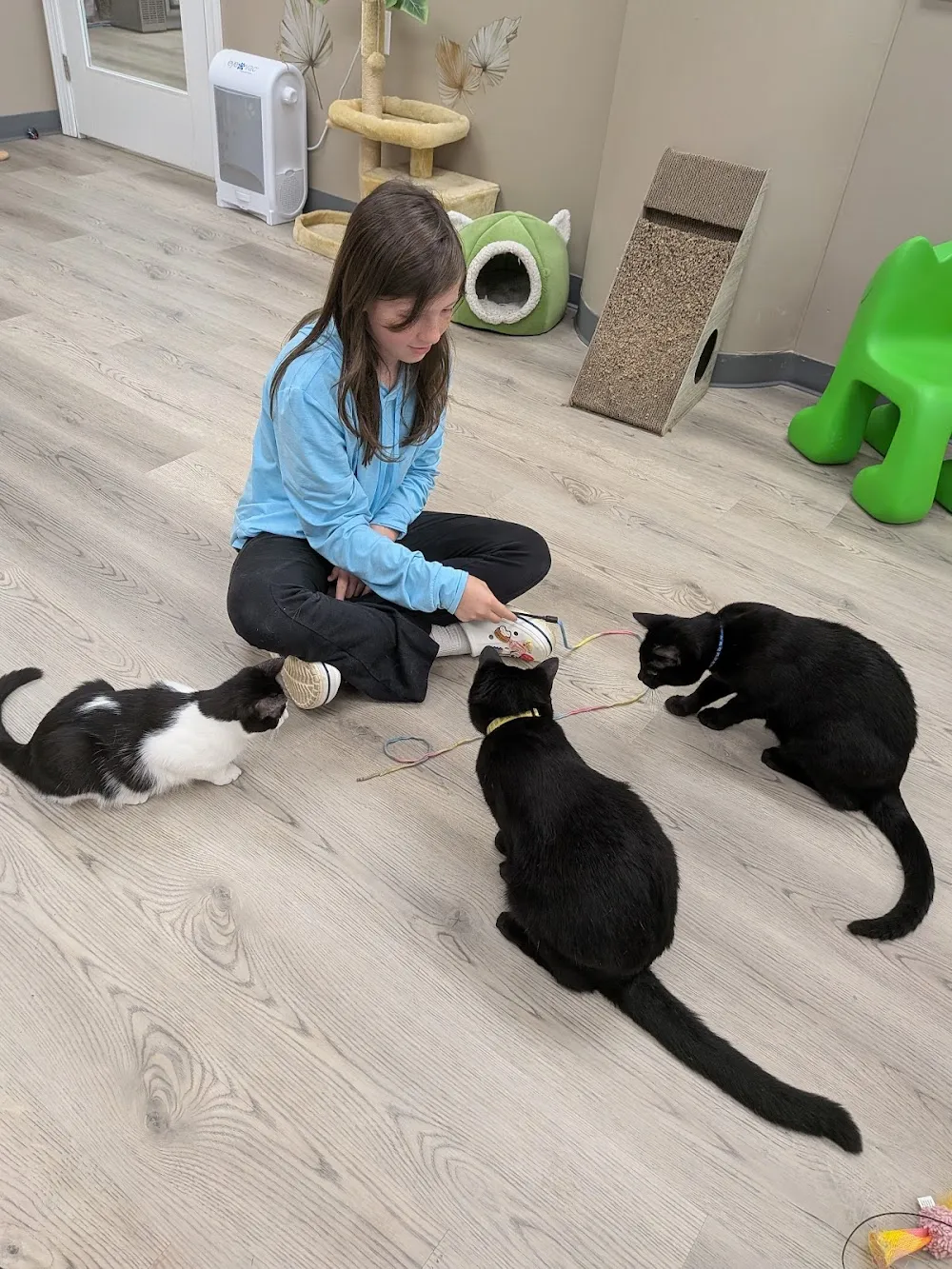 Cups and Cats Cafe cat cafe in Charleston - atmosphere