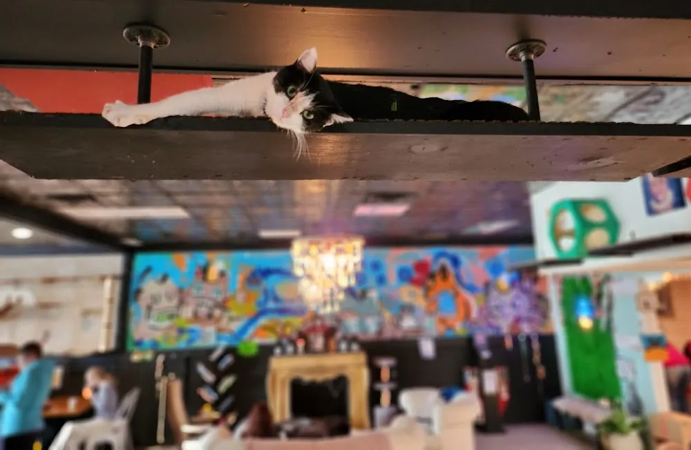 Cups and Claws Cat Cafe and Lounge cat cafe in Newport News - interior