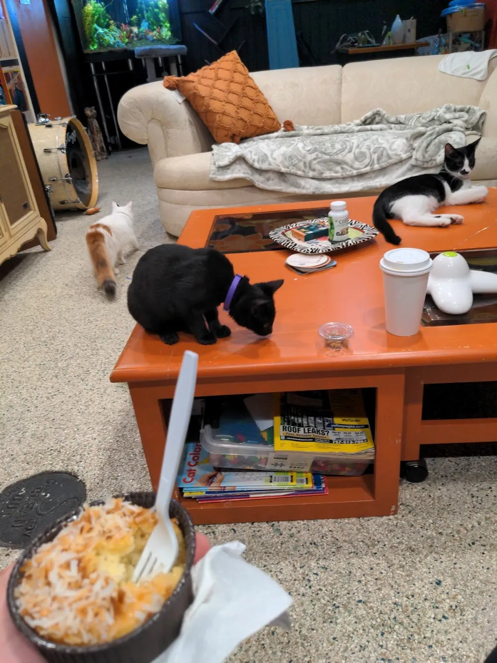 Cups and Claws Cat Cafe and Lounge cat cafe in Newport News - cats