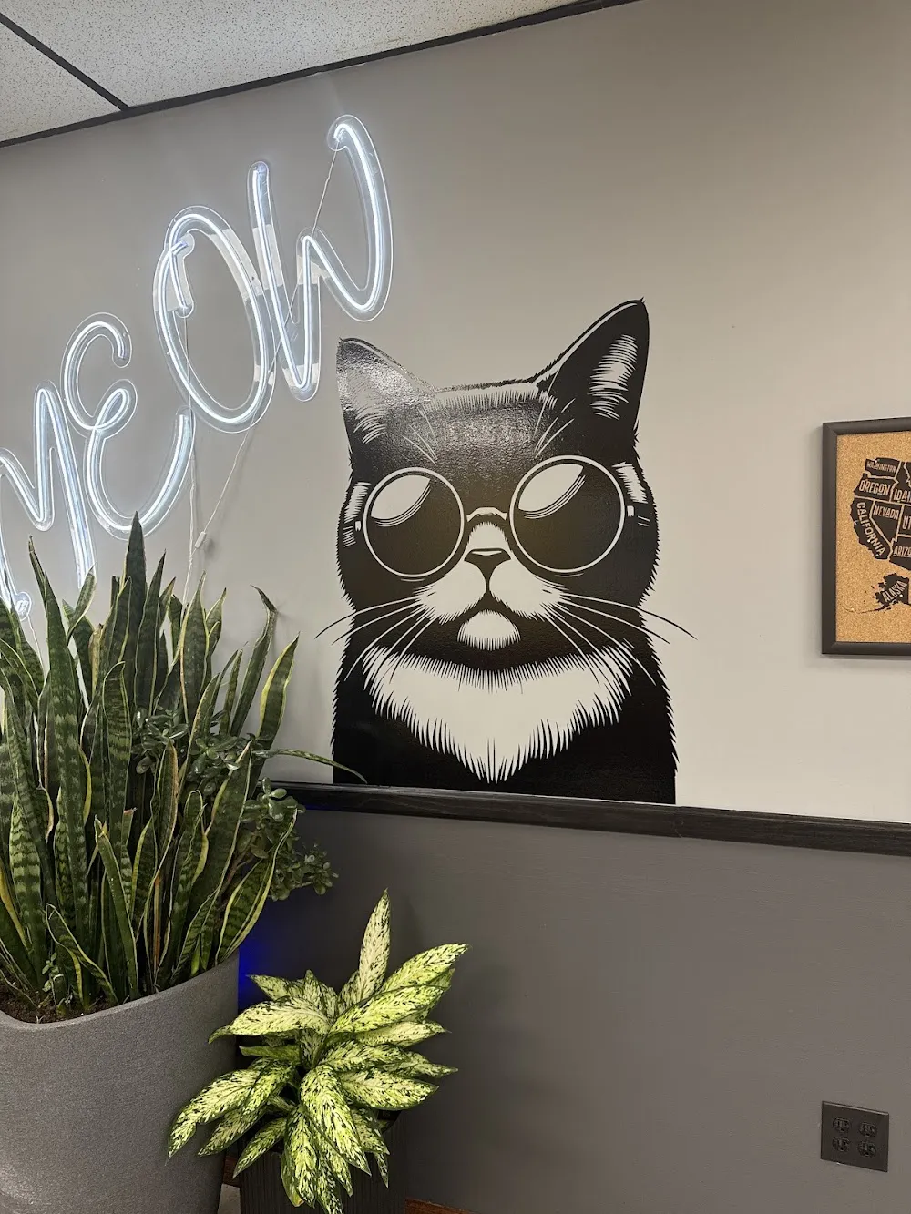 Dakota Cat Cafe cat cafe in Lincoln - atmosphere