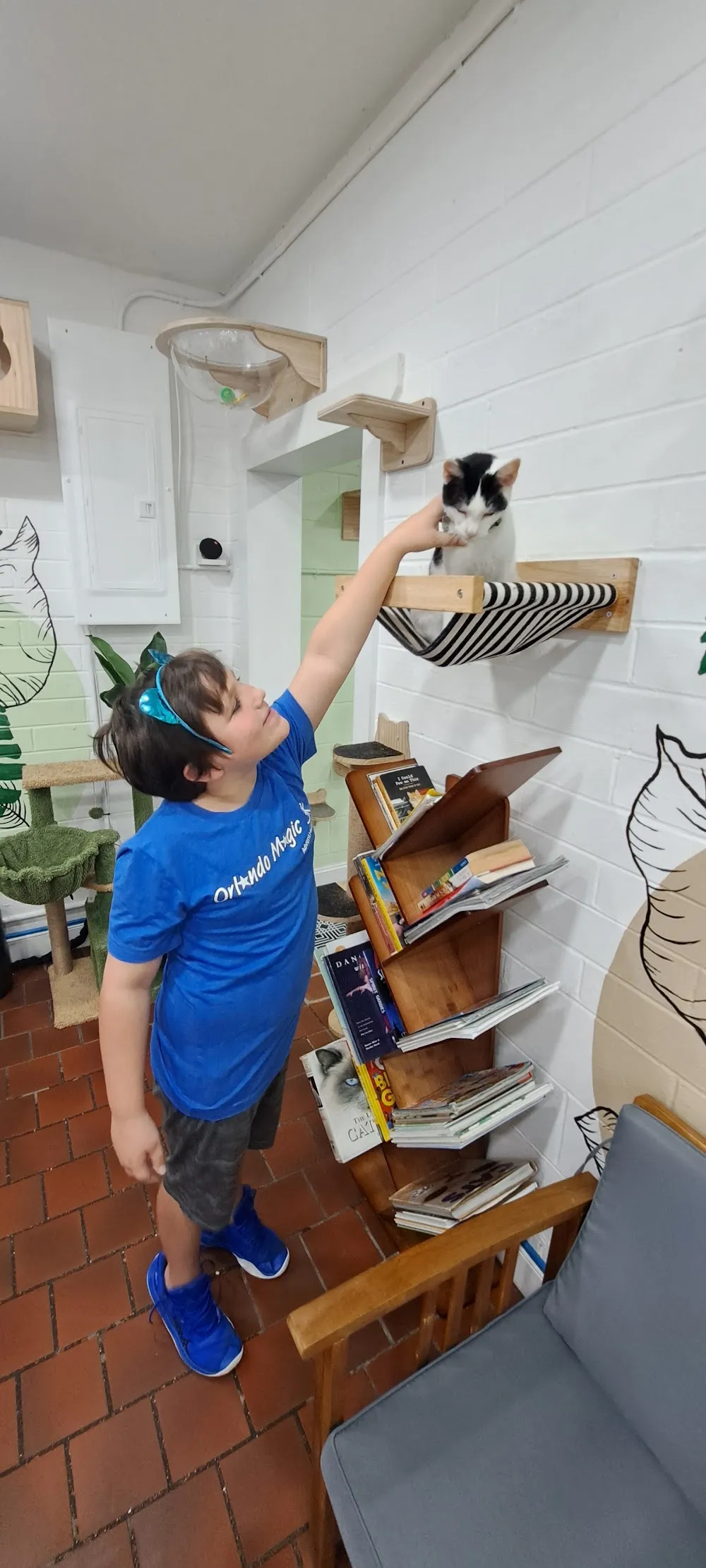 DeLand Cat Cafe cat cafe in DeLand - cats