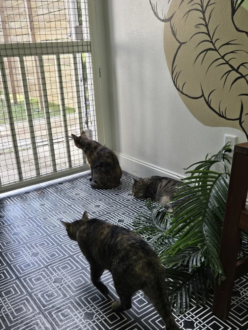 DeLand Cat Cafe cat cafe in DeLand - atmosphere