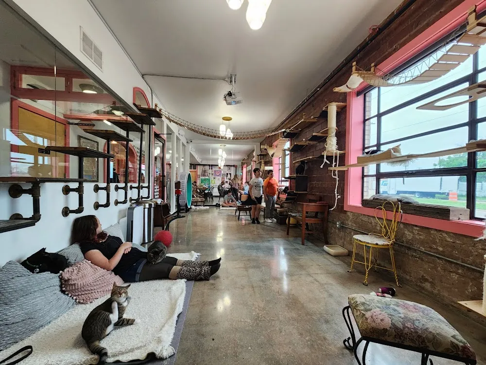 don't stress meowt - Cat Cafe cat cafe in Oklahoma City - atmosphere