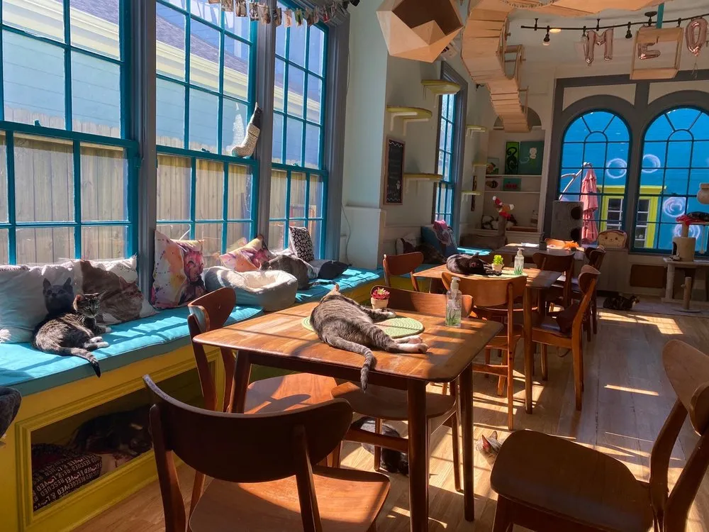 El Gato Coffeehouse cat cafe in Houston - interior
