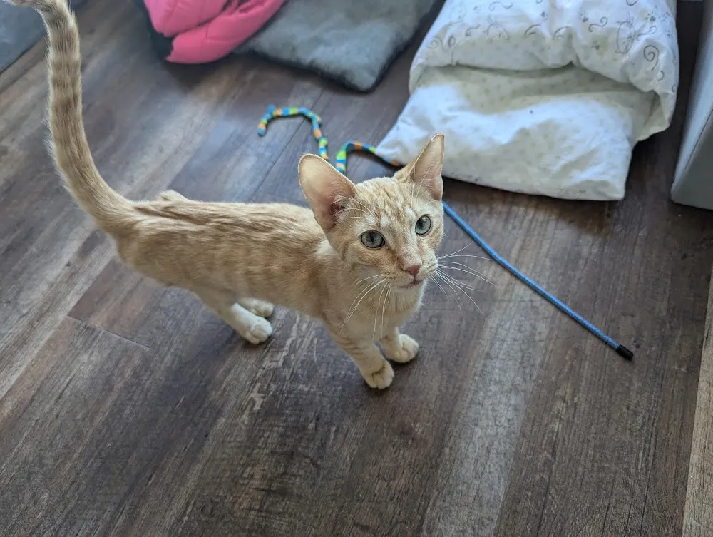 El Jefe Cat Cafe cat cafe in Tucson - cats