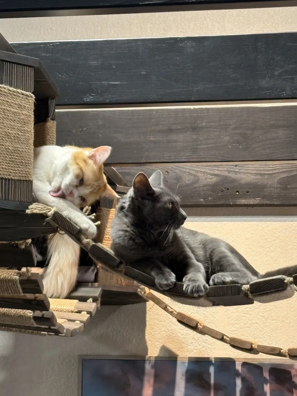 Elevated Communities Cat Cafe cat cafe in Longmont - atmosphere