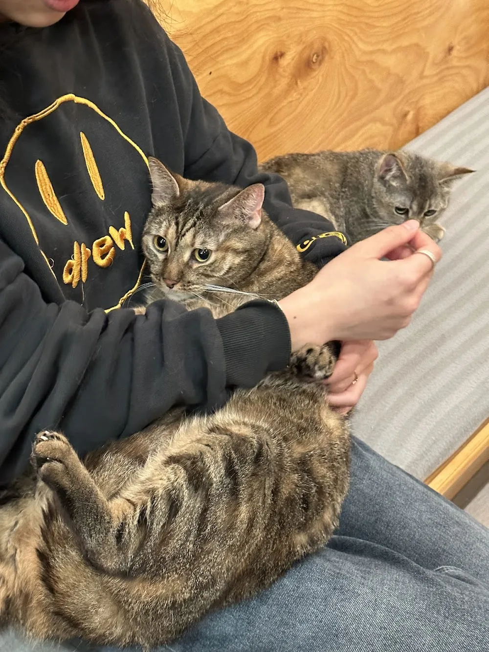 Espurresso Cat Cafe 有「意式」猫咖 - cat cafe in Queens