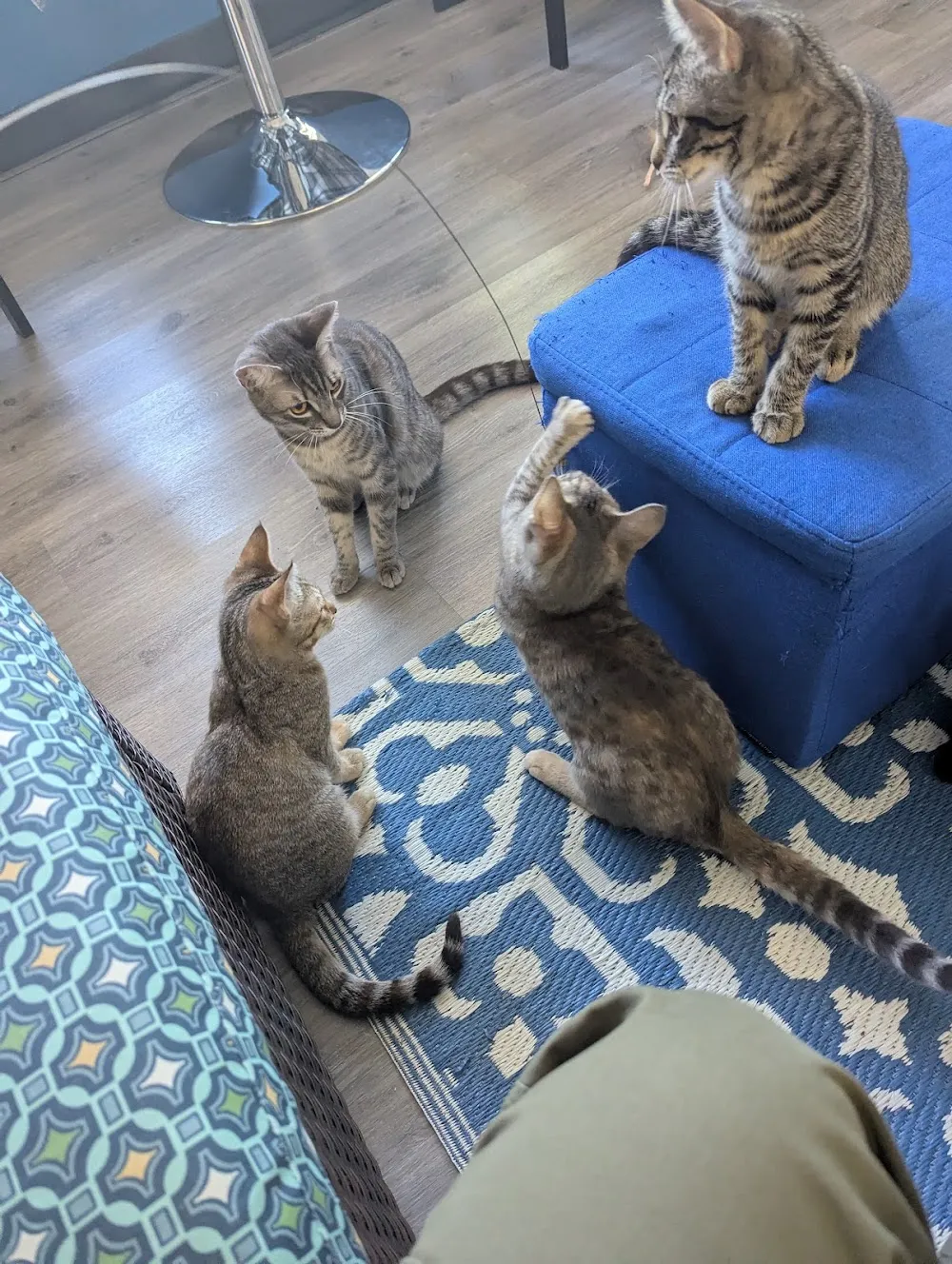 Eugene Springfield Cat Lounge cat cafe in Springfield - atmosphere