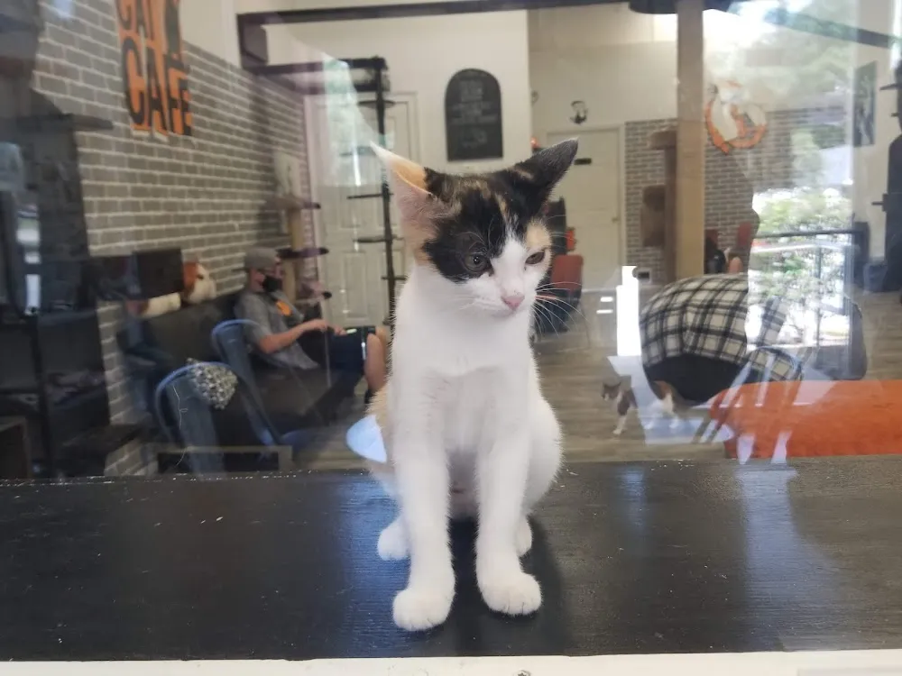 Fat Cat Cafe cat cafe in Tallahassee - interior