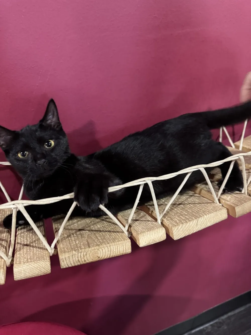 Fat Cat Cafe cat cafe in Tallahassee - cats