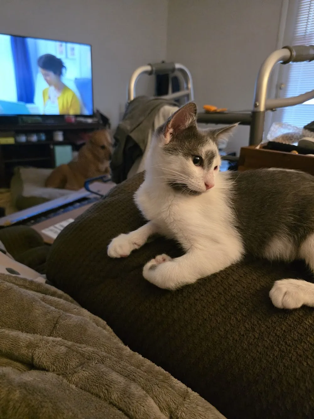 Fat Cat Cafe cat cafe in Tallahassee - atmosphere