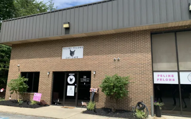 Feline Felons Cat Cafe cat cafe in Waldorf - interior