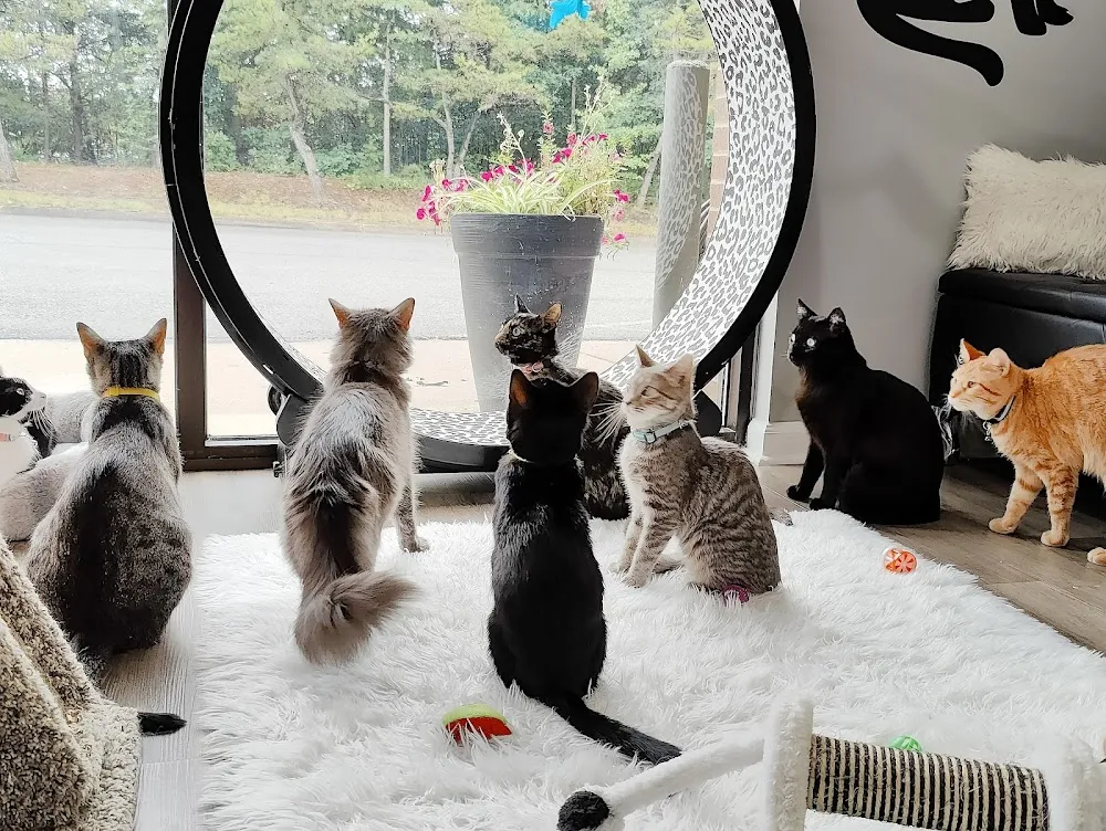 Feline Felons Cat Cafe cat cafe in Waldorf - atmosphere
