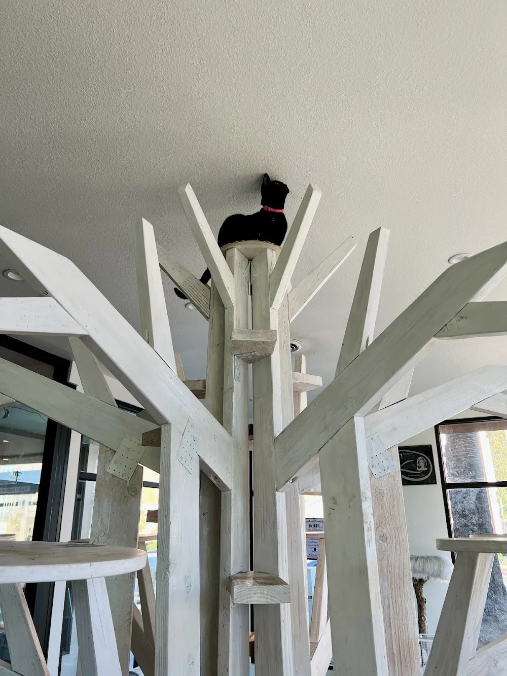 Feline Good Social Club cat cafe in Long Beach - interior