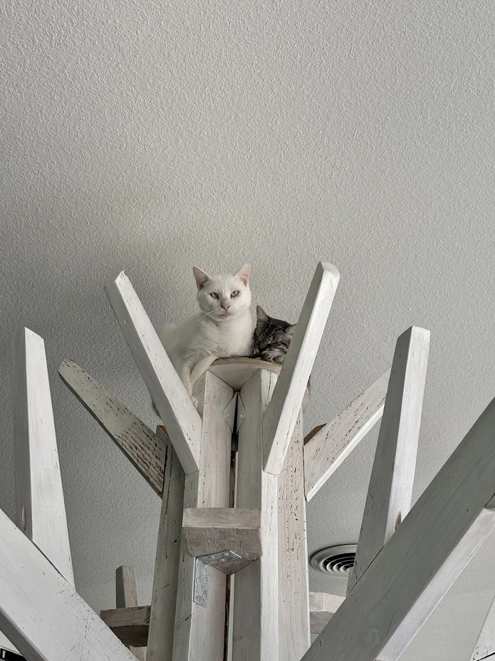 Feline Good Social Club cat cafe in Long Beach - atmosphere