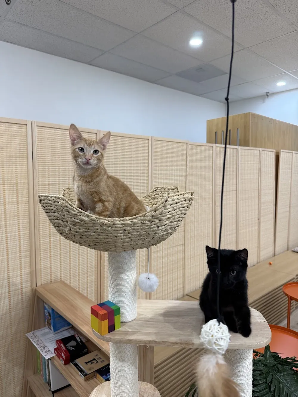 Fluffy Tail Cafe cat cafe in Tustin - cats