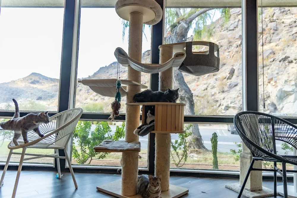 Frisky Business Palm Springs Cat Cafe cat cafe in Palm Springs - interior