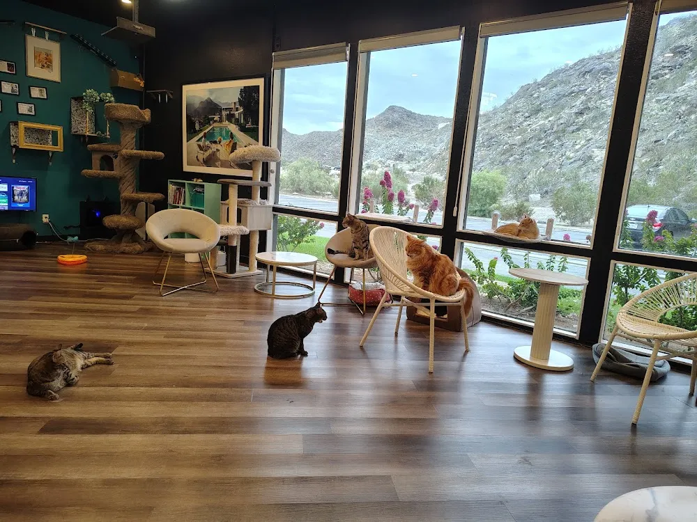 Frisky Business Palm Springs Cat Cafe cat cafe in Palm Springs - cats