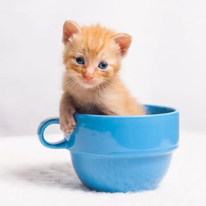 Frisky Cat Cafe cat cafe in St. Augustine - atmosphere