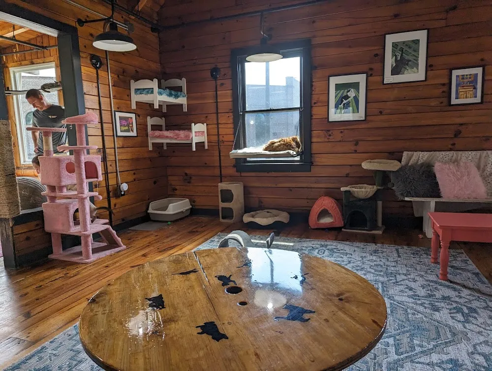 Fur Babies Cat Cafe cat cafe in Carrollton - interior