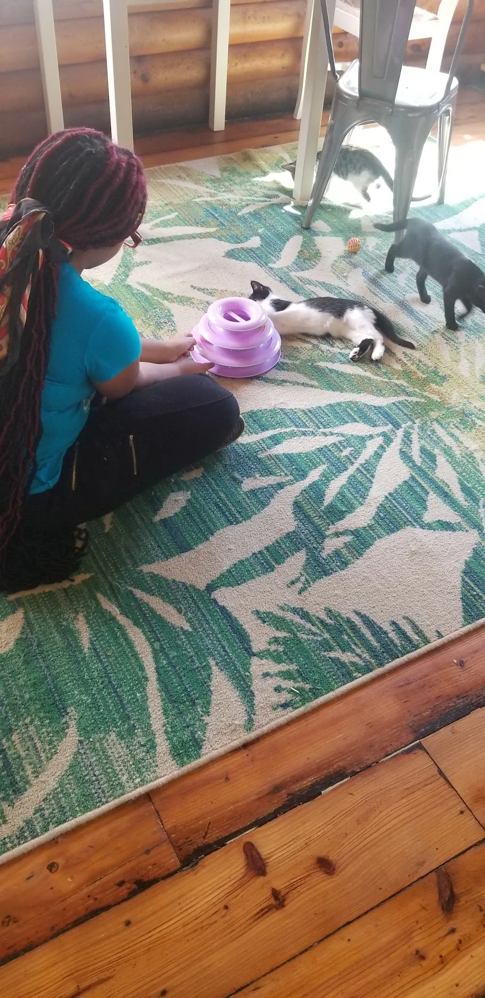 Fur Babies Cat Cafe cat cafe in Carrollton - cats