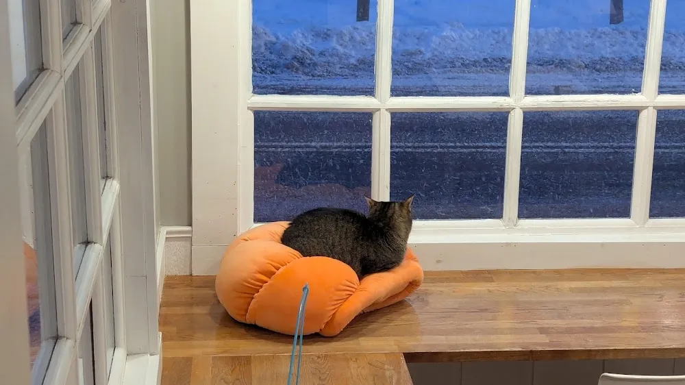 Gem City Catfe cat cafe in Dayton - atmosphere