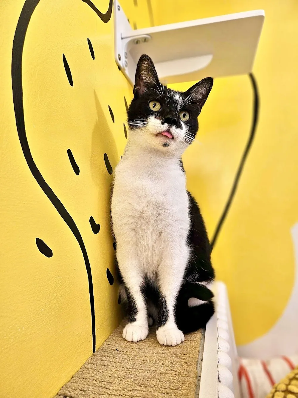 Get A Gato cat cafe in Philadelphia - atmosphere