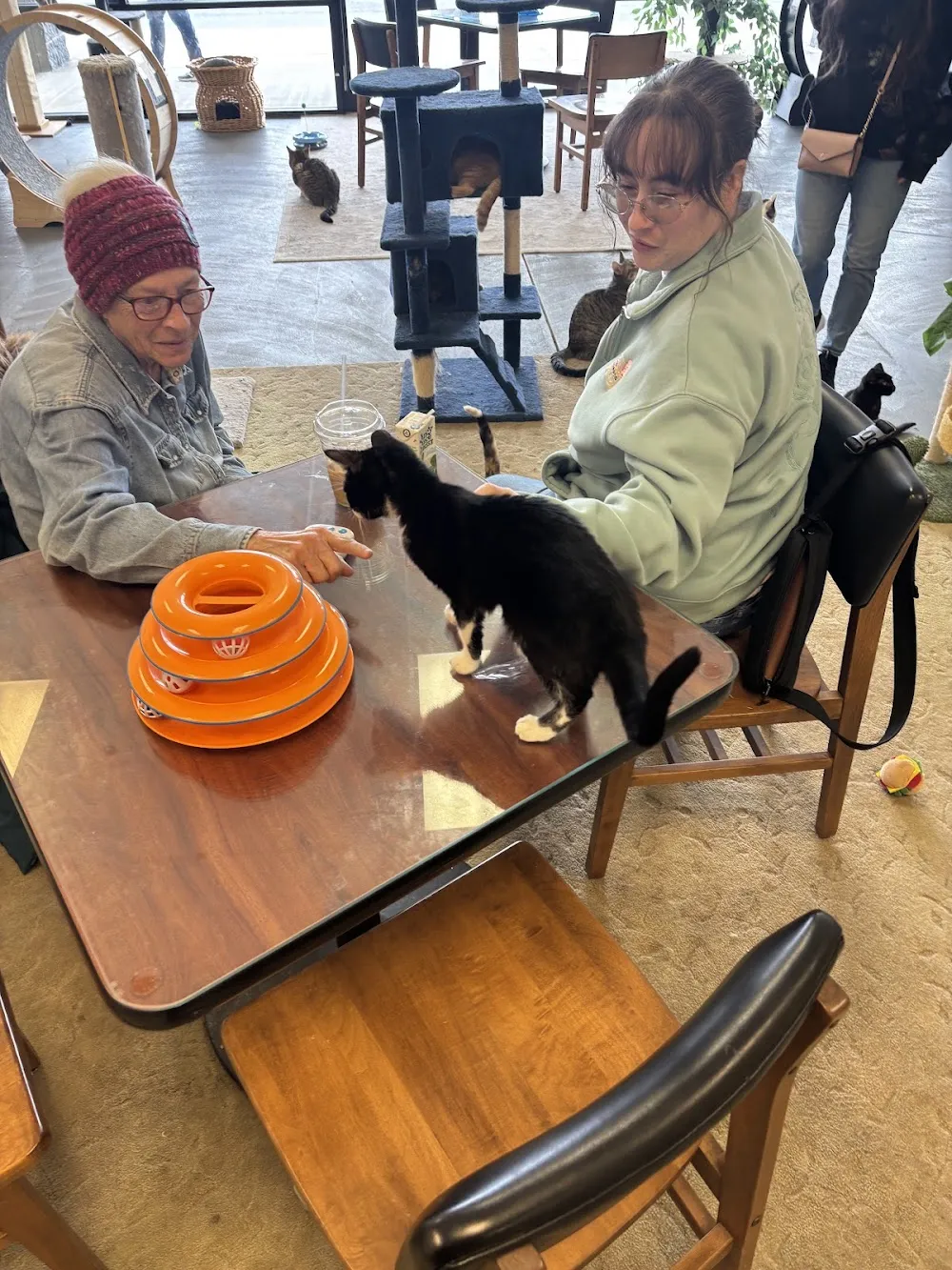 Gibson's Cat Café cat cafe in Conway - atmosphere