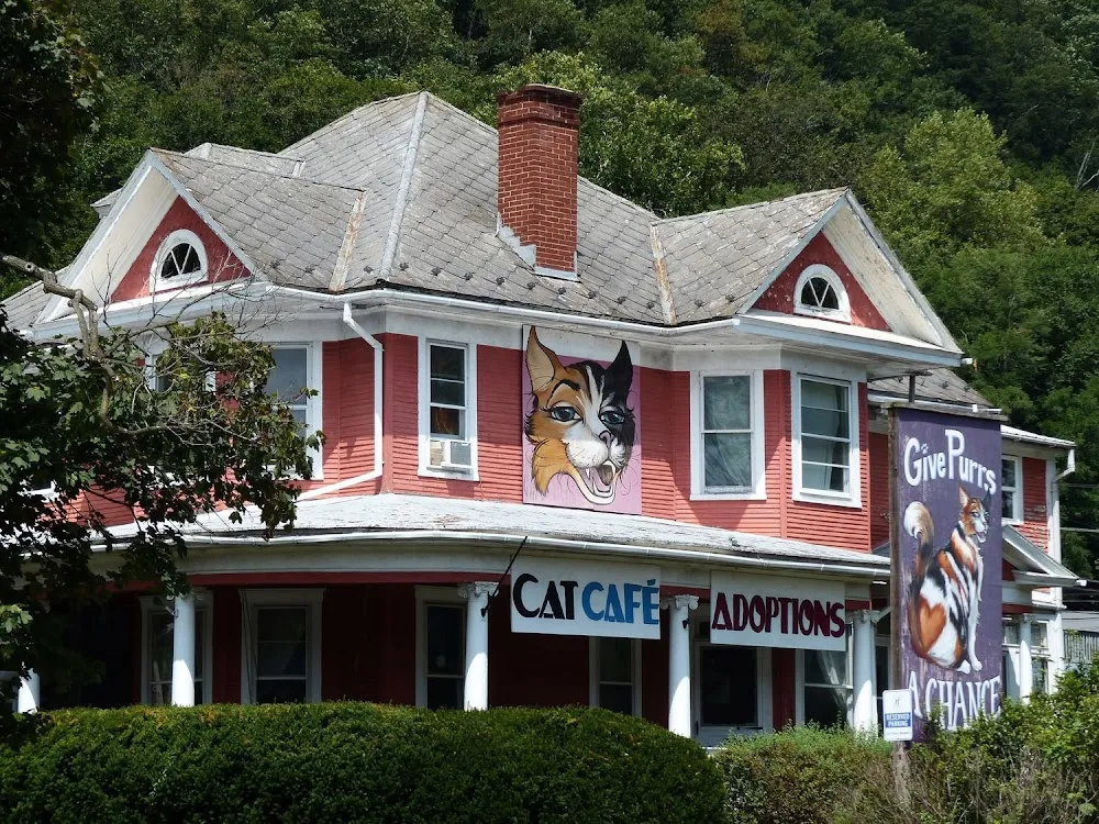 Give Purrs A Chance cat cafe in Berkeley Springs - interior