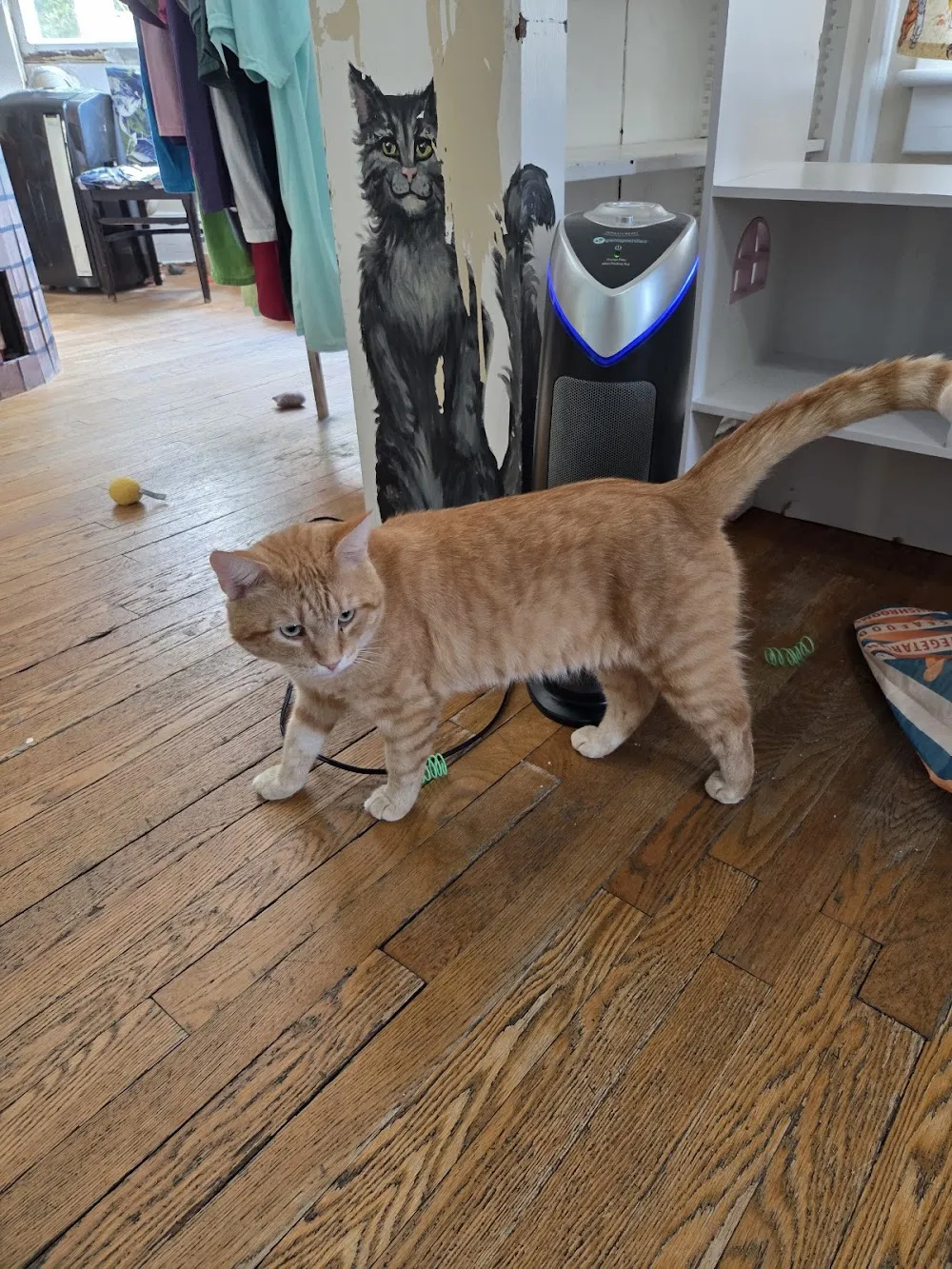 Give Purrs A Chance cat cafe in Berkeley Springs - atmosphere