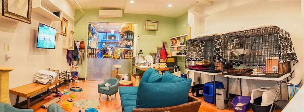 Good Home Pet Adoptions cat cafe in Brooklyn - interior