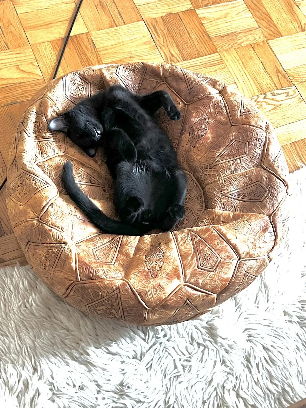 Good Home Pet Adoptions cat cafe in Brooklyn - cats