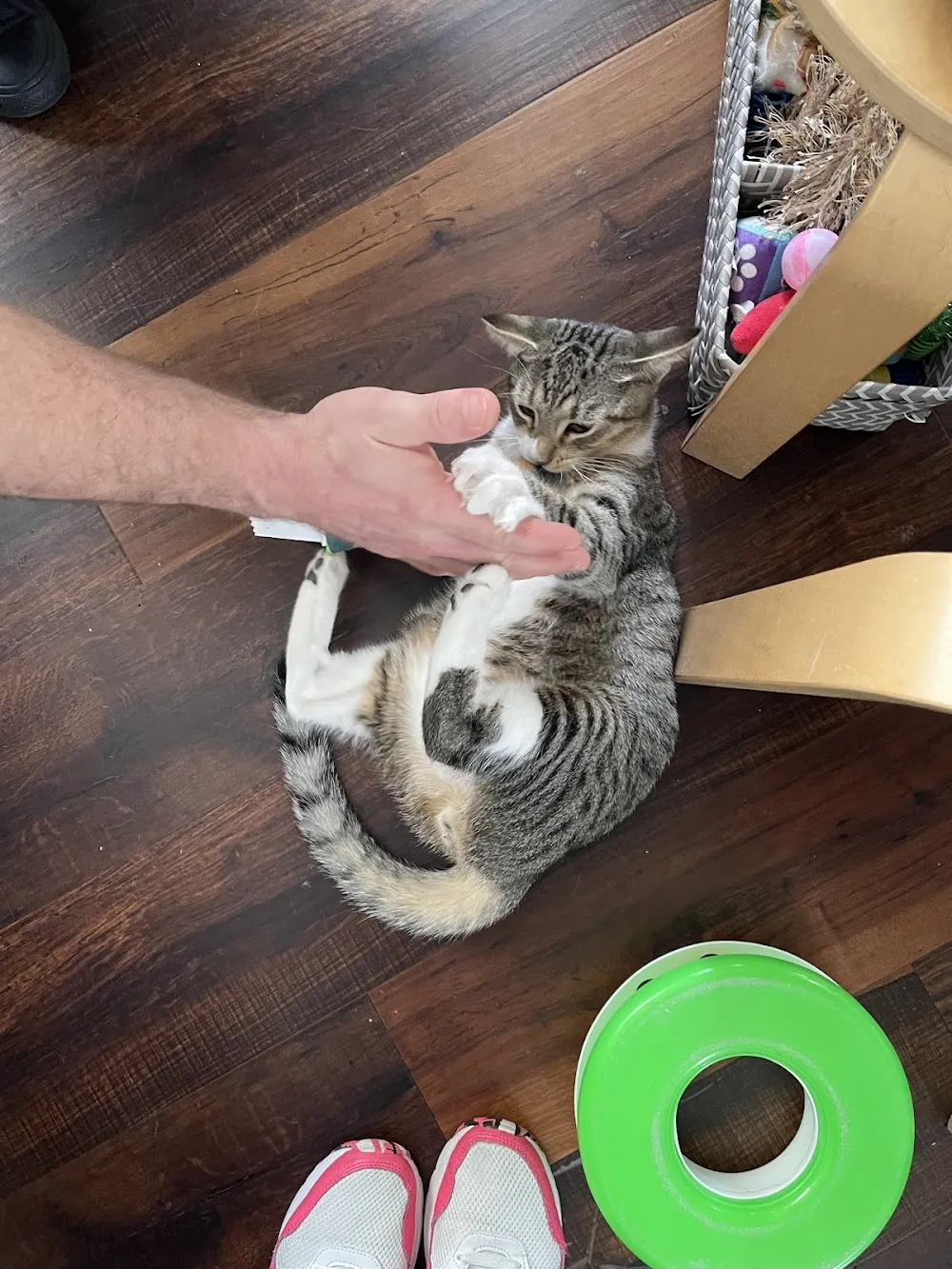 Good Luck Cat Cafe cat cafe in Fort Lauderdale - atmosphere