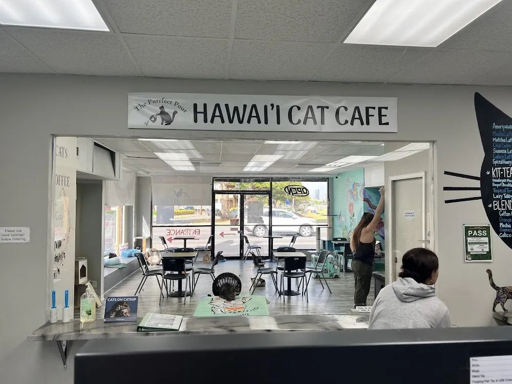 Hawaii Cat Cafe cat cafe in Honolulu - atmosphere