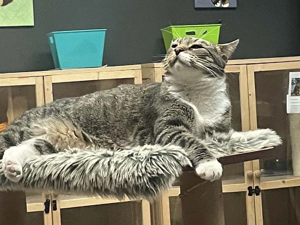 Hearts Alive Village Cat Cafe - cat cafe in Las Vegas