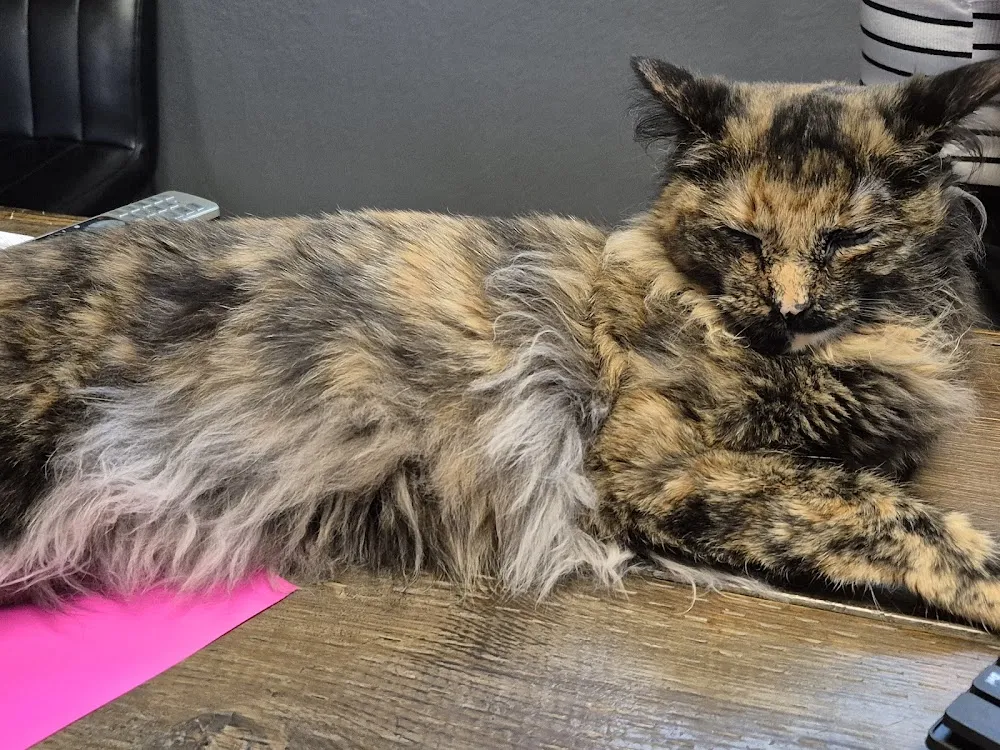 Hearts Alive Village Cat Cafe - cat cafe in Las Vegas