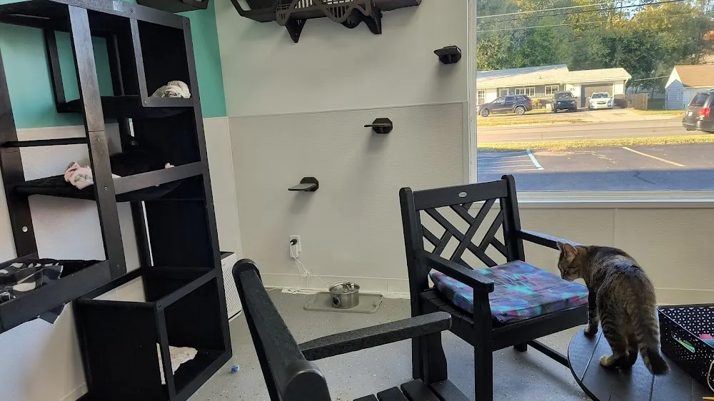 Holland Cat Cove cat cafe in Holland - interior