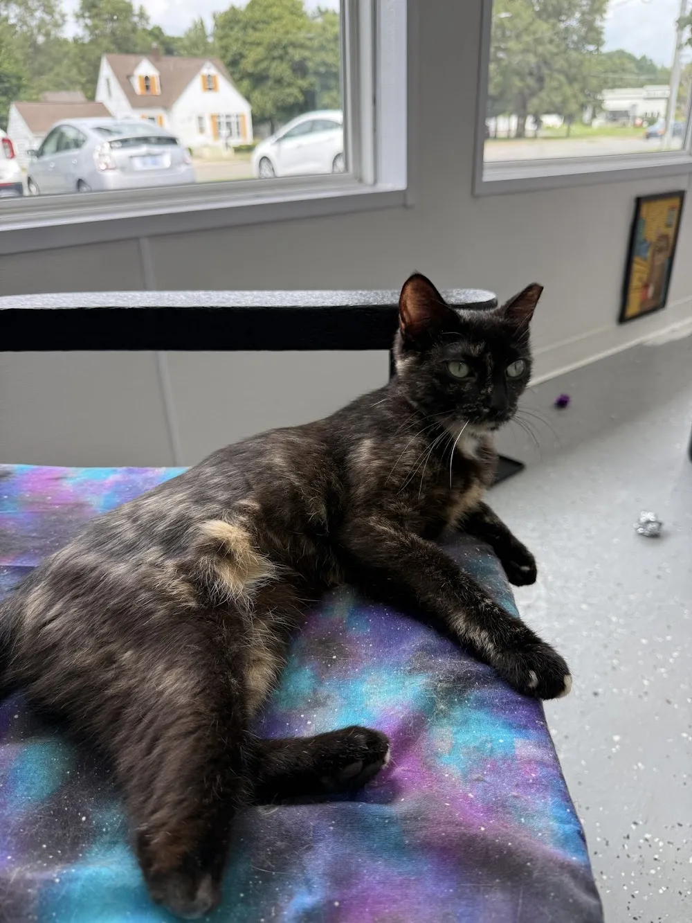 Holland Cat Cove cat cafe in Holland - cats