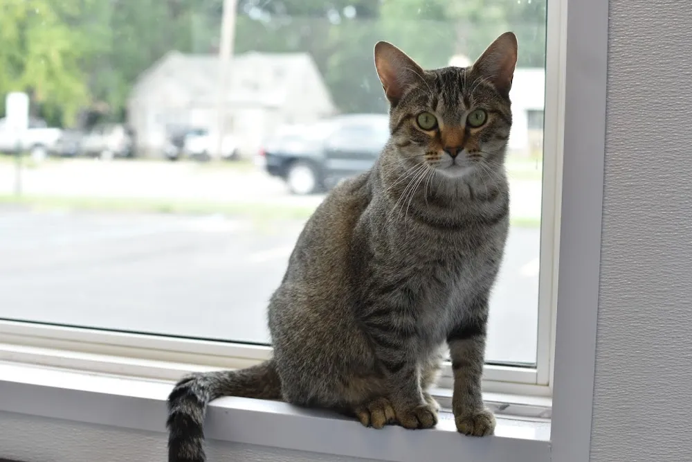 Holland Cat Cove cat cafe in Holland - atmosphere