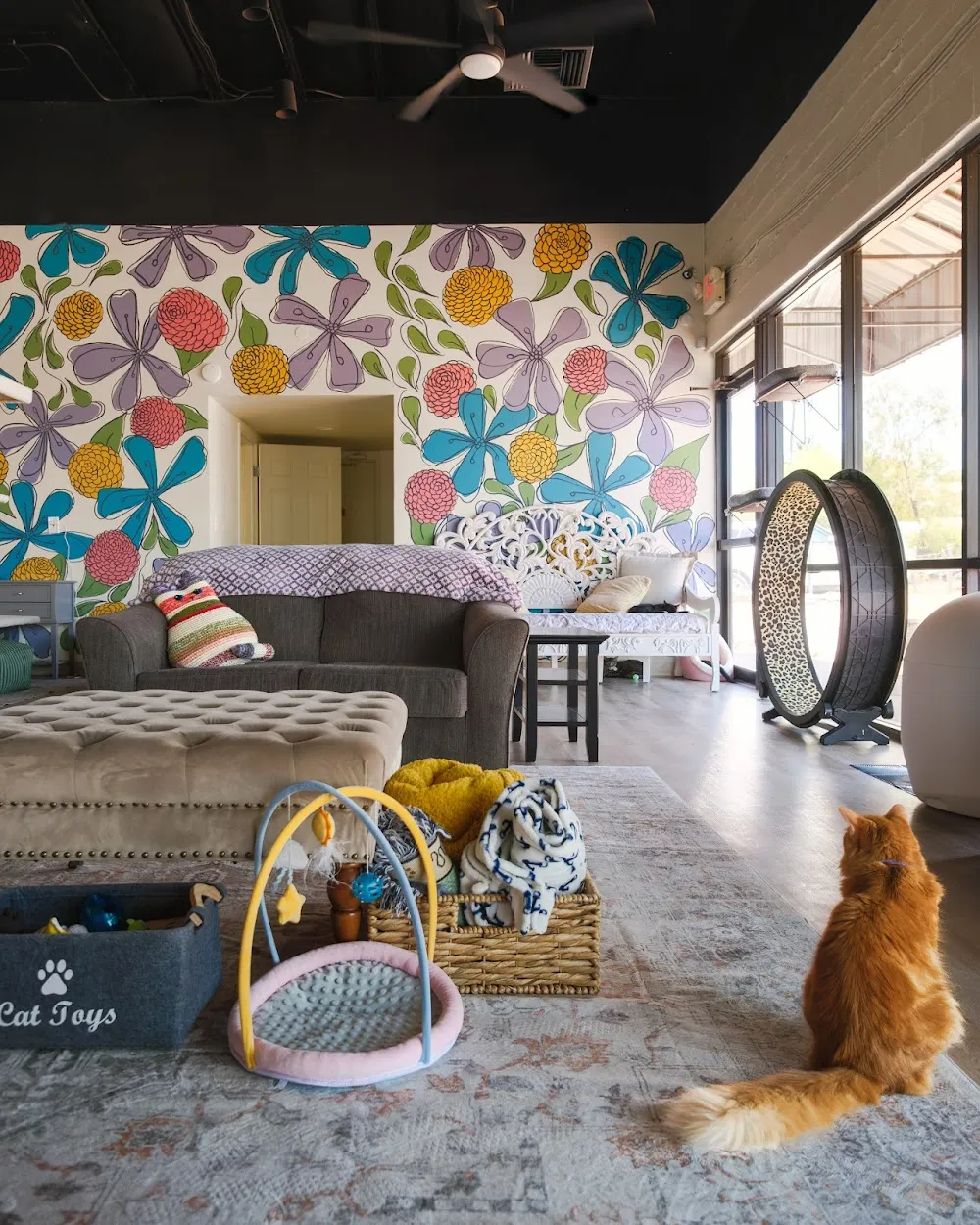 Hunter's Kitten Lounge - cat cafe in Tucson