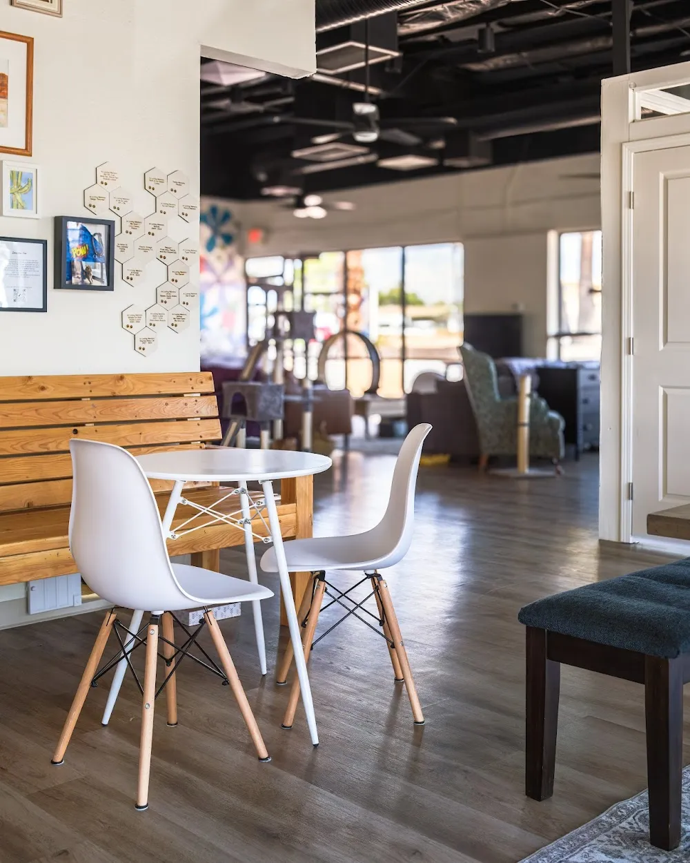 Hunter's Kitten Lounge - cat cafe in Tucson